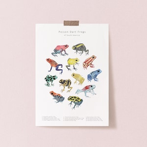 12 colourful poison dart frog illustrations on a white postcard.