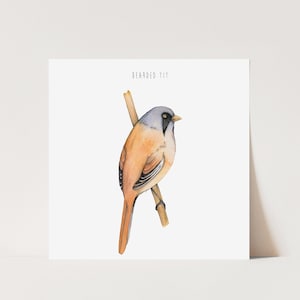 Carte de voeux oiseau mésange barbue