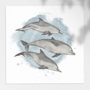 Dolphin illustration postcard