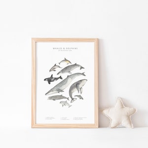 A wooden picture frame next to a white fabric star. The art in the frame is a watercolour illustration of nine different whales and dolphins in shades of grey. They are arranged into an oval in the centre of the artwork on a plain white background.