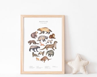 Weasel natural history art print