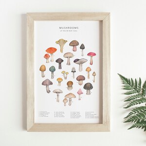 A picture frame next to fern leaves. Inside the frame, an illustration of different mushrooms and toadstools in colourful watercolour. They are arranged into a circle in the centre of the print under the words Mushrooms of the British Isles.