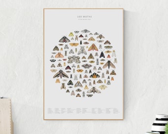100 moths - natural history print