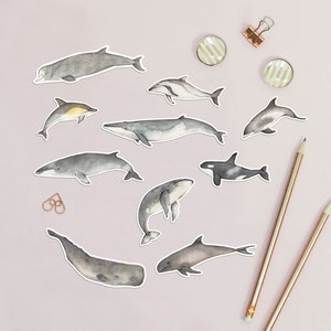 Whale and dolphin stickers