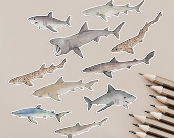 shark stickers - animal sticker pack