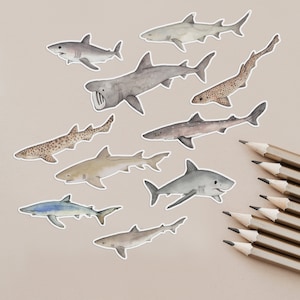 Ten different animal stickers on a desk next to some pencils. Each small sticker is a coloured and realistic illustration of a shark, cut to the shape of the fish with a narrow white border around it.