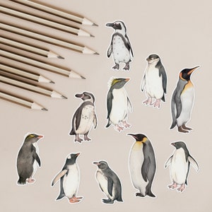 Penguin illustration stickers