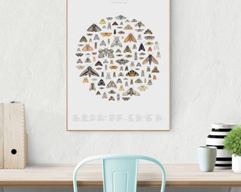 100 moths - natural history wall art