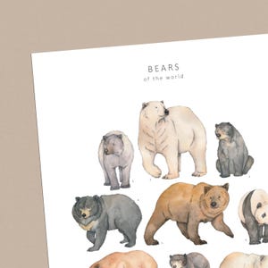 May include: A print featuring watercolor illustrations of various bear species, including polar bears, grizzly bears, and pandas. The title "BEARS of the world" is displayed in a simple font at the top of the print. The bears are depicted in natural colors.