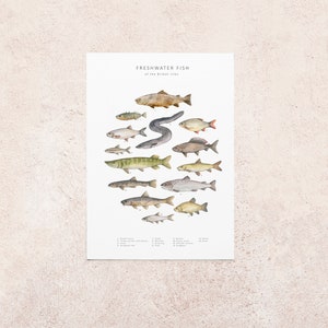 Freshwater fish postcard image 3