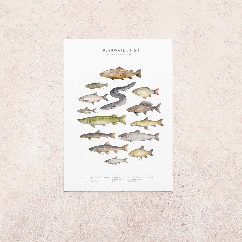 Freshwater fish postcard image 3