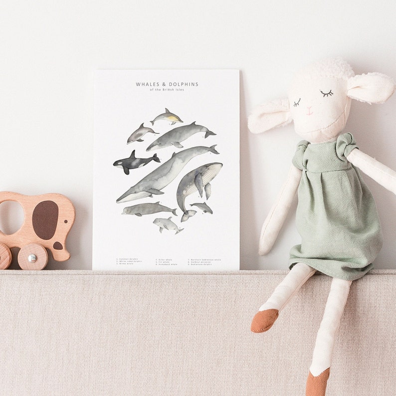 A postcard on a shelf alongside a wooden elephant and cuddly lamb. The postcard is white with 9 different whales or dolphins forming an oval shape in the centre. They are watercolour illustrations.