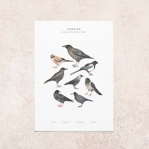 Carte postale illustration corbeau