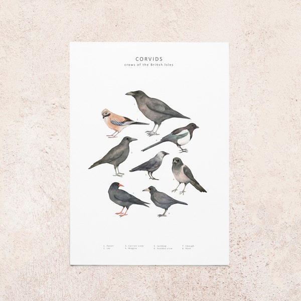 Crow illustration postcard