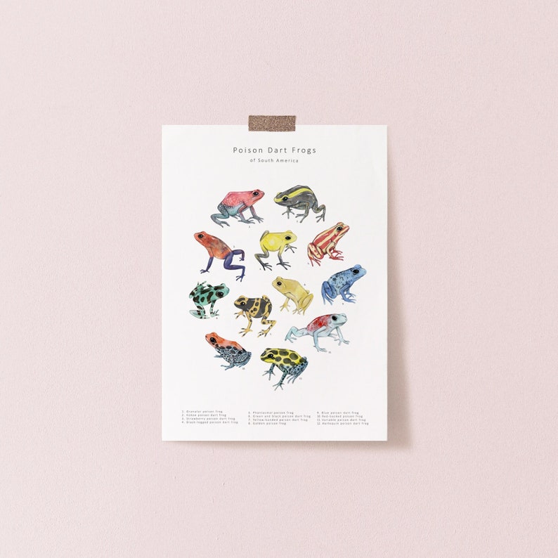 12 colourful poison dart frog illustrations on a white postcard.