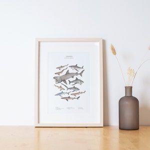 Watercolour shark print animal wall art image 4