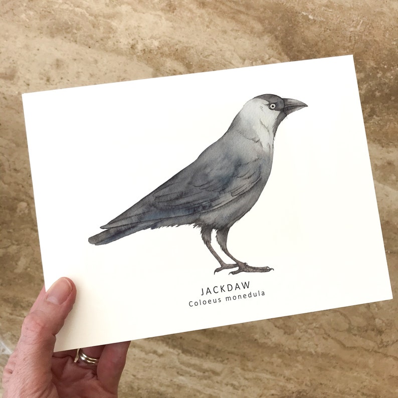 Jackdaw postcard watercolour bird card image 3
