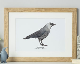 Jackdaw watercolour bird print