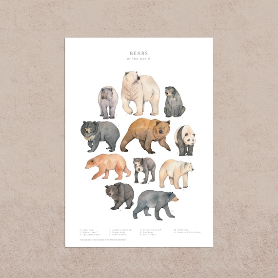 Bears illustration postcard print