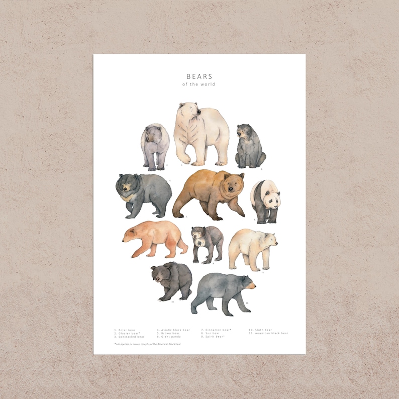 A postcard with watercolour illustrations of 11 different bears in shades of brown, cream and black. They are arranged into an oval on a white background with the words "Bears of the world" typed at the top of the postcard and the name of each species listed at the bottom.