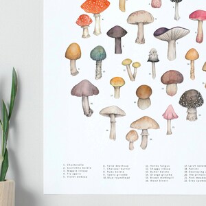 Puede incluir: Ilustraci&oacute;n en acuarela de varias setas, incluyendo Chanterelle y Fly agaric. La obra presenta un fondo blanco con representaciones detalladas de diferentes especies de setas, cada una etiquetada con su nombre com&uacute;n. Tema bot&aacute;nico.