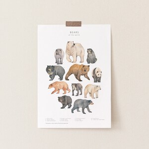 May include: A poster titled "Bears of the World" features watercolor illustrations of various bear species. The poster includes a polar bear, brown bear, panda bear, and other bear species. The poster is attached to a white wall with a piece of brown tape.