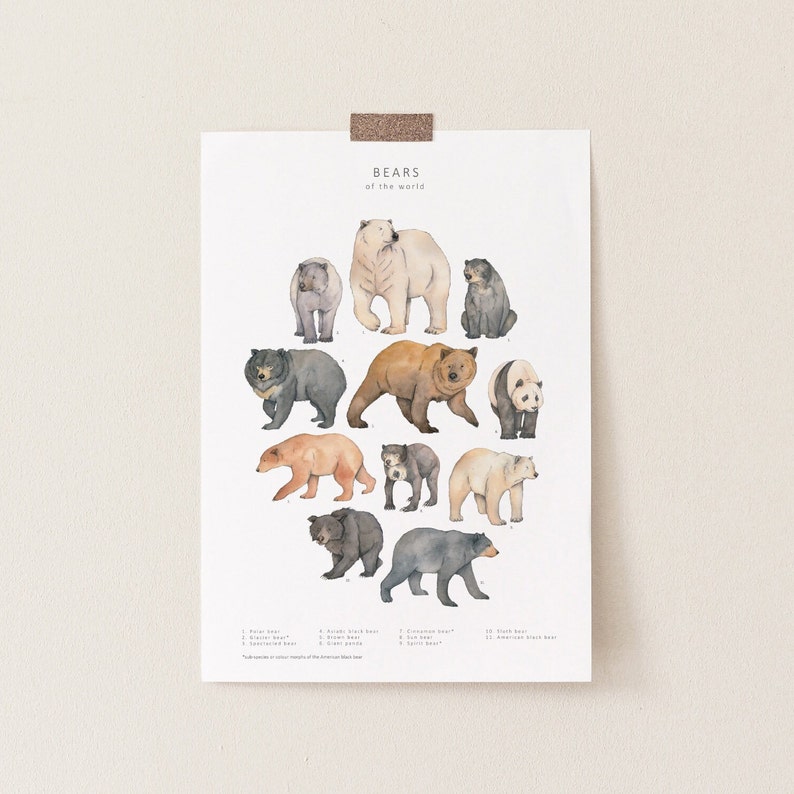 May include: A poster titled "Bears of the World" features watercolor illustrations of various bear species. The poster includes a polar bear, brown bear, panda bear, and other bear species. The poster is attached to a white wall with a piece of brown tape.