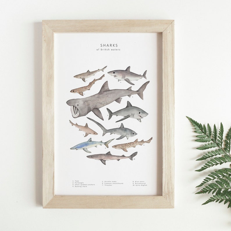 A wooden picture frame next to fern leaves. The picture in the frame is an illustration of different types of sharks in shades of grey, brown and blue. They are set against a plain white background under the words 'Sharks of British waters'.