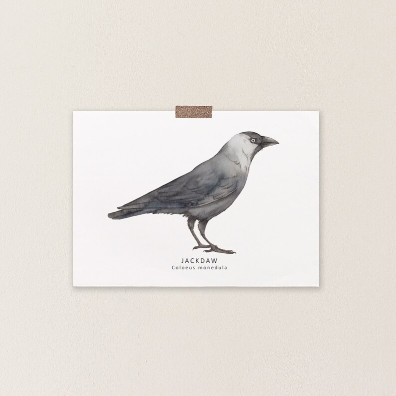 Jackdaw postcard watercolour bird card image 2