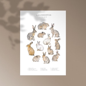 May include: A white educational poster titled LAGOMORPHS of the world featuring watercolor illustrations of twelve different rabbits and hares in various shades of brown, gray, and white, with a numbered key at the bottom listing each species.