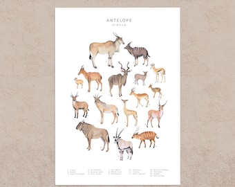 Postal grande del animal antílope