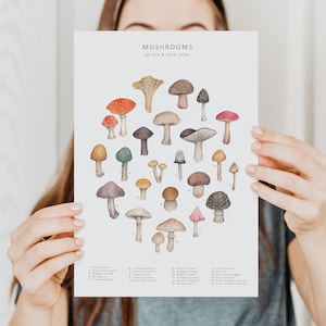 Puede incluir: Una l&aacute;mina titulada "Hongos de las Islas Brit&aacute;nicas" con ilustraciones en acuarela de varias especies de setas. La l&aacute;mina muestra una variedad de colores, incluyendo rojo, marr&oacute;n y morado, con cada seta etiquetada con un n&uacute;mero y un nombre.