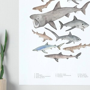 Watercolour shark print animal wall art image 5