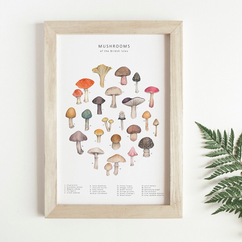 A picture frame next to fern leaves. Inside the frame, an illustration of different mushrooms and toadstools in colourful watercolour. They are arranged into a circle in the centre of the print under the words Mushrooms of the British Isles.