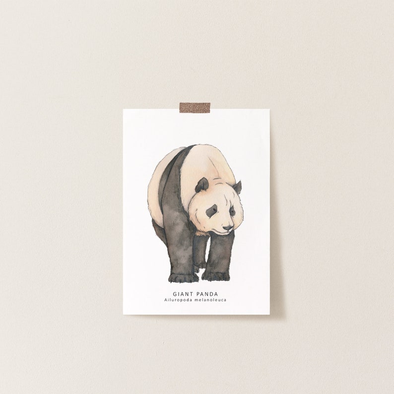 Giant panda postcard image 2