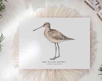 Godwit bird postcard