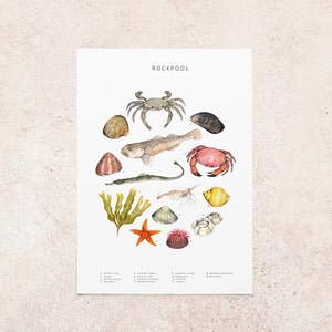 Carte postale de la faune de Rockpool