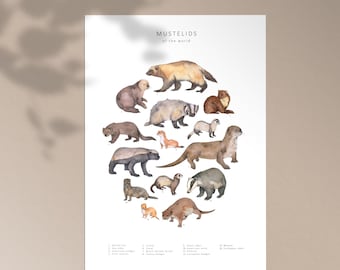 Weasel (mustelid) postcard print