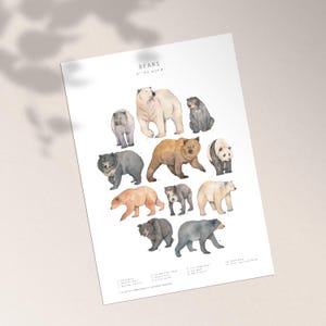 May include: A white poster featuring watercolor illustrations of various bear species. The poster includes the title "BEARS of the world" and features bears in shades of white, brown, gray, and black. Each bear is labeled with a number and name.