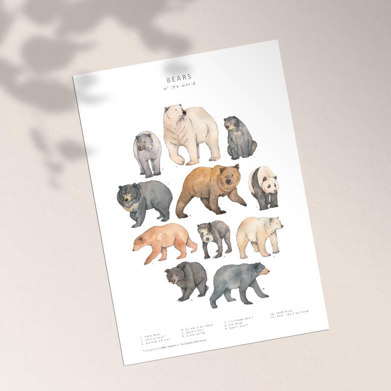 May include: A white poster featuring watercolor illustrations of various bear species. The poster includes the title "BEARS of the world" and features bears in shades of white, brown, gray, and black. Each bear is labeled with a number and name.