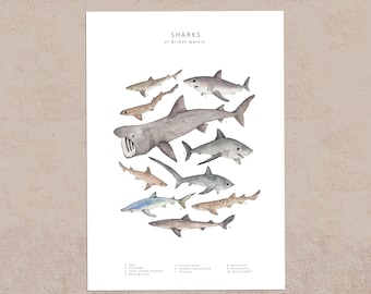 Sharks of the British Isles postcard print