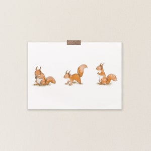 Red squirrel postcard image 3