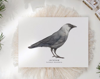 Jackdaw postcard - watercolour bird card