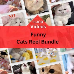 Mega Funny Cats Reels Bundle, Cat Reels Video, Social Media ...