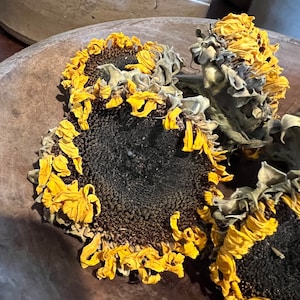 Dried Sunflower Heads~Primitive~Summer~Fall~Bowl Fillers~Dried Florals~