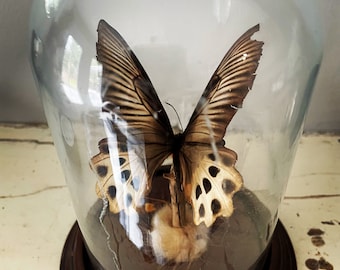 Moth, Butterfly, specimen collection cloche, taxidermy.