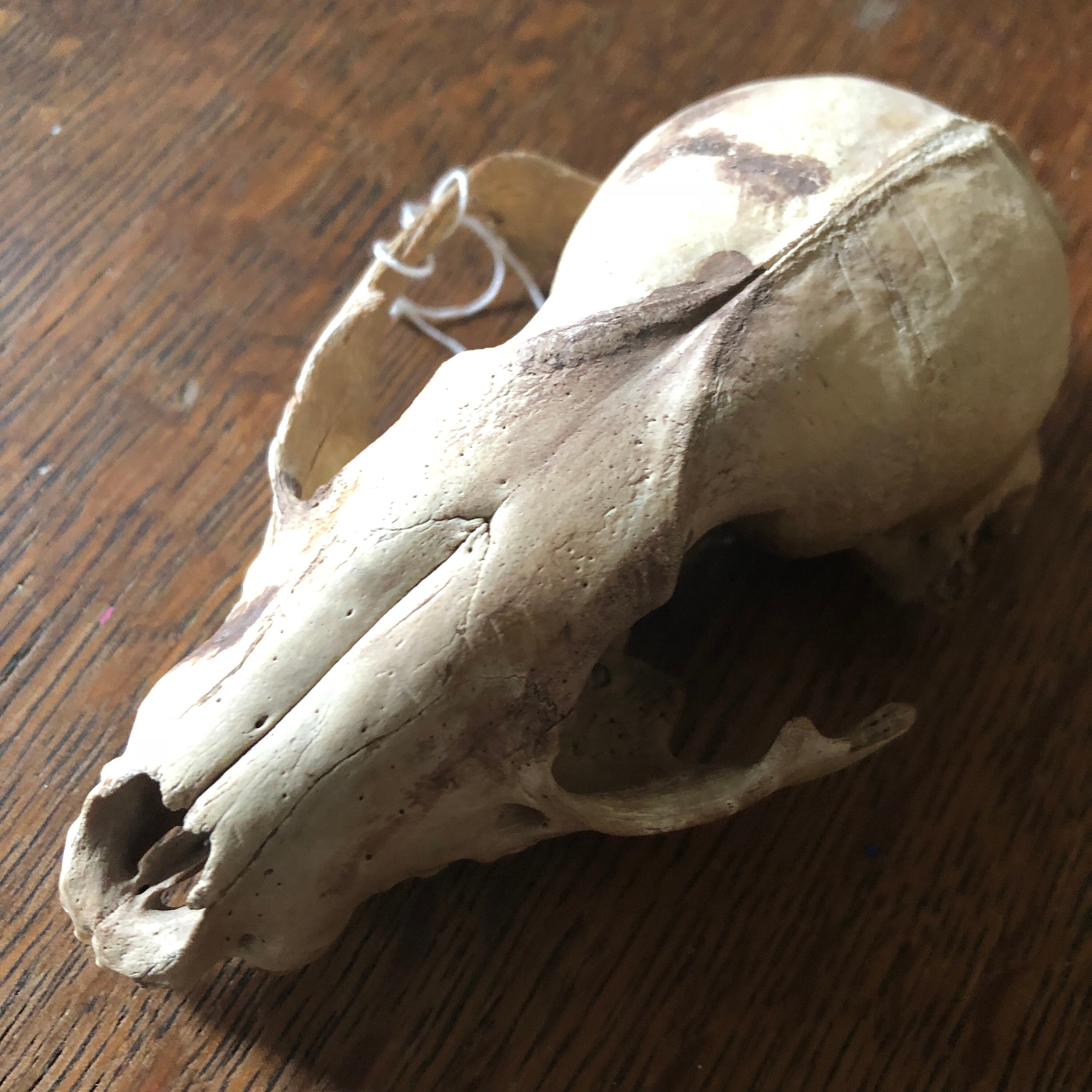 Valentines Flash Sale Skulls Small Animal Taxidermy
