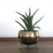 Amanda P reviewed Vintage small brass footed planter | houseplant pot