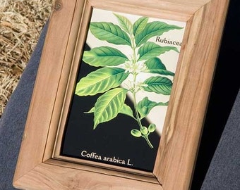 Apple wood picture frame accomodates 4 x 6 inch (standard postcard size) picture