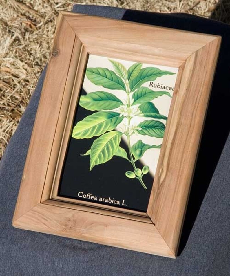 Apple wood picture frame accomodates 4 x 6 inch standard postcard size picture image 1